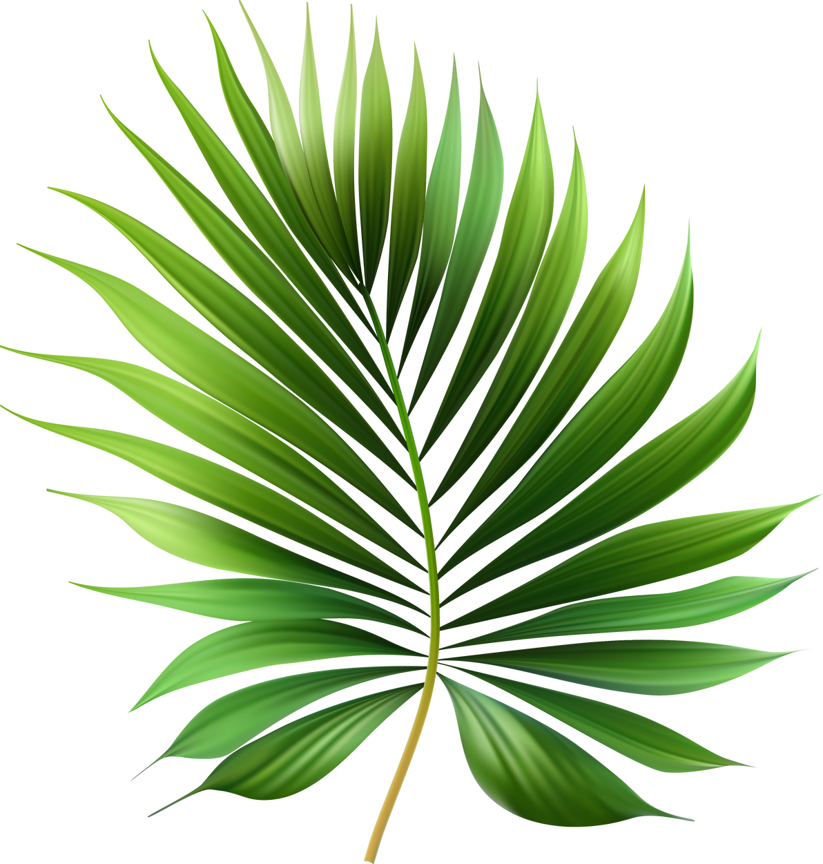Tropical leaf