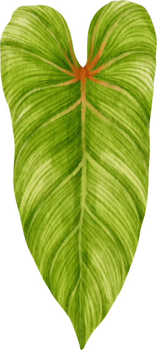 Philodendron tropical leaf watercolor illustration