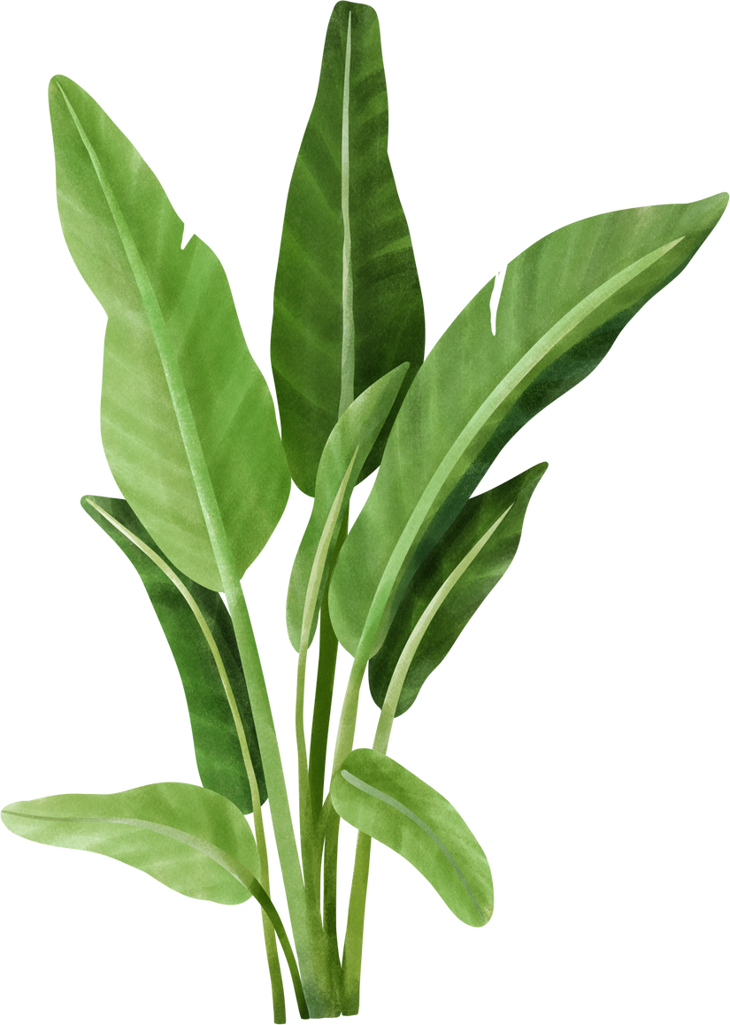 Tropical Banana leaf